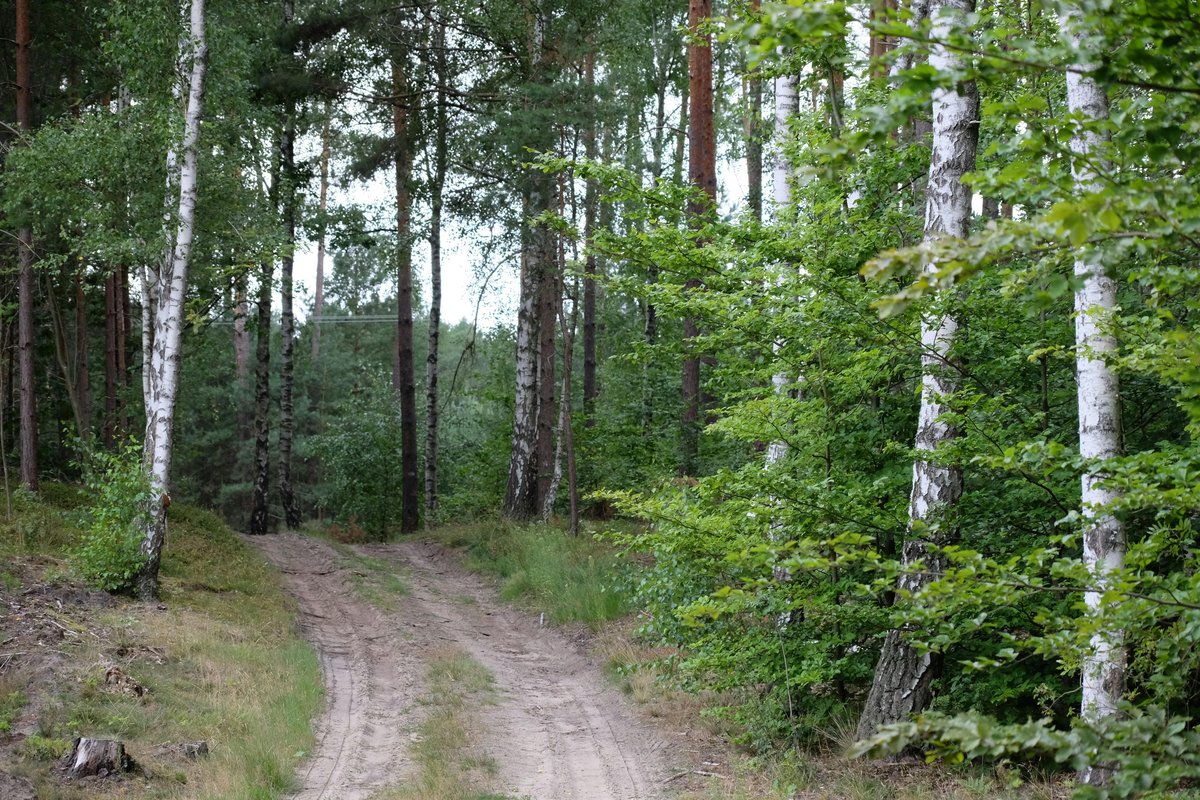 Agroturystyka z końmi: jak wybrać gospodarstwo dla początkującego jeźdźca