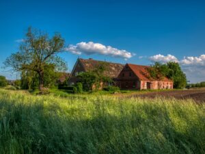 Zbieranie jagód w lesie: gdzie wolno zbierać i jakie są zasady